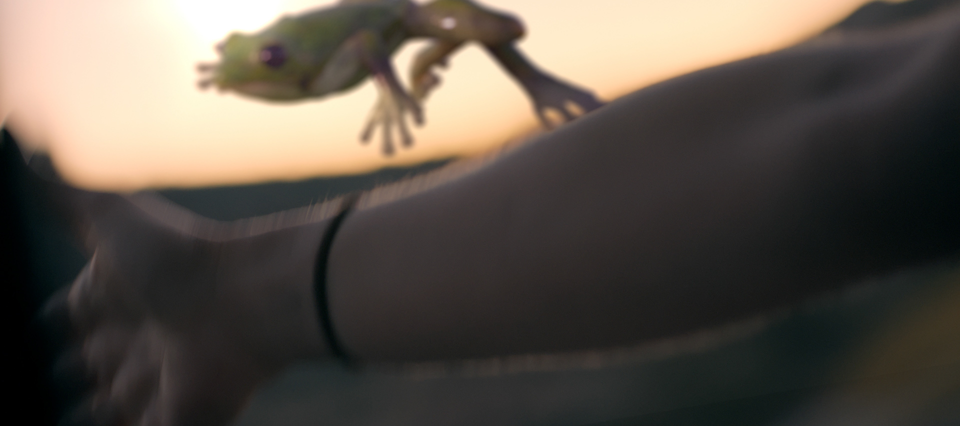 sapo_crop_0077