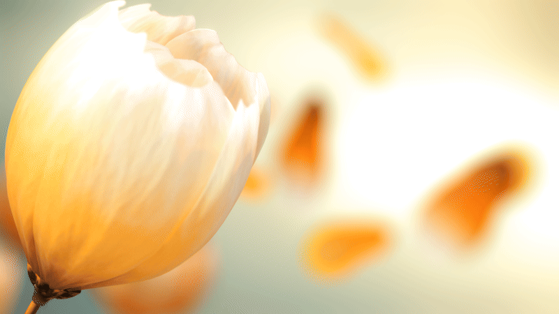 Haru_Flower_01