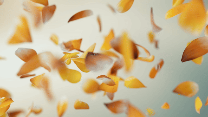 Haru_Petals_01