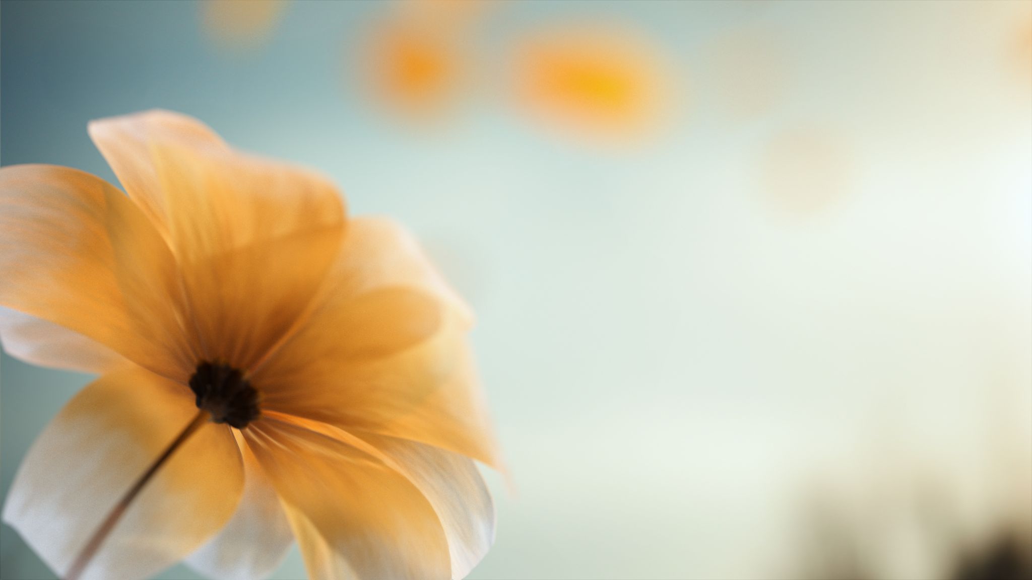 Taio_Flower_05B (0-00-03-19)_1